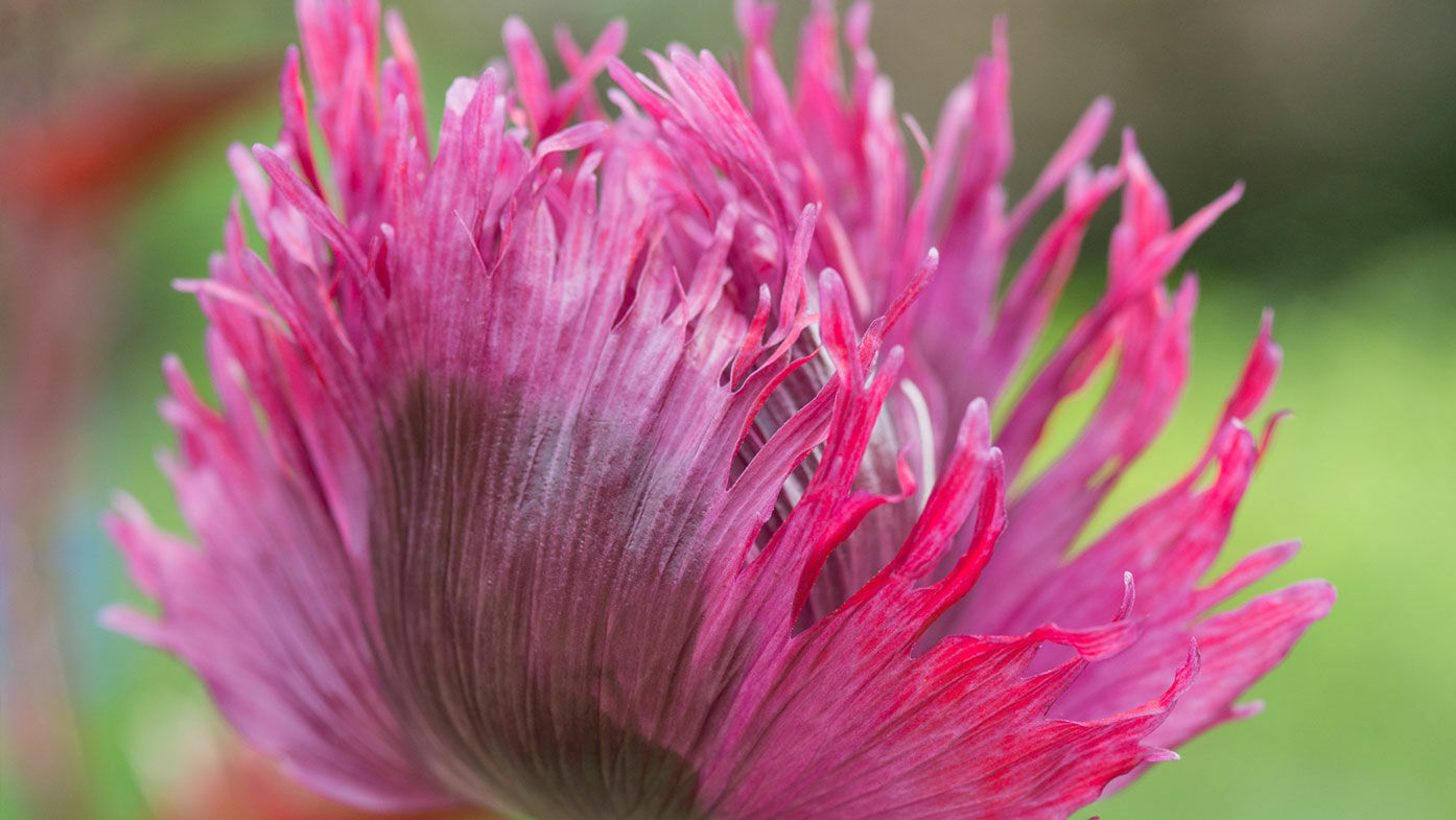 Mohn – zarte Blüten zum Träumen 