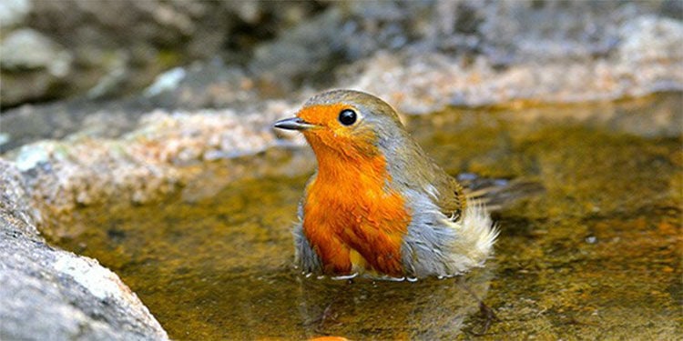 Wasser für Gartentiere – nicht nur im Sommer wichtig