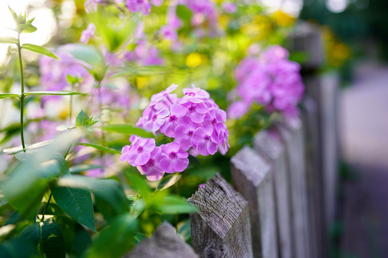 Den Garten ästhetisch einzäunen: Welche Möglichkeiten gibt es?