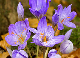 Überraschend: im Herbst blühende Blumenzwiebeln