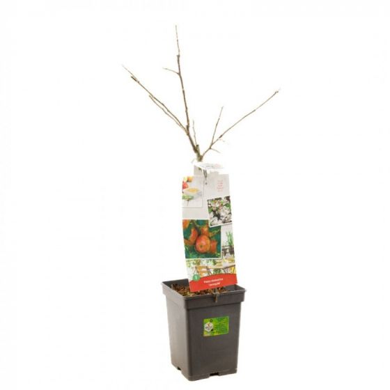 Kaufen Sie Malus domestica Apfelbaum | 18 \'Jonagold\' Garten bei | cm Ø