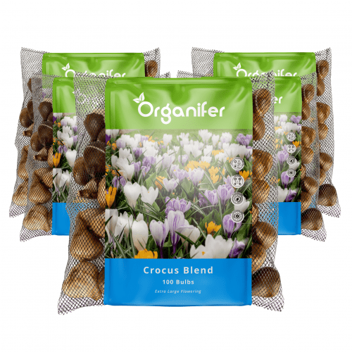 Organifer - 500 Krokuszwiebeln – Großblütige Mischung (XXL-Zwiebelgröße 8/9 cm)