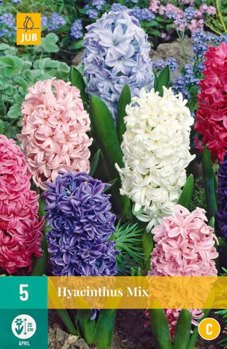 Hyacinthus Mix 15/16 (5 Stück)