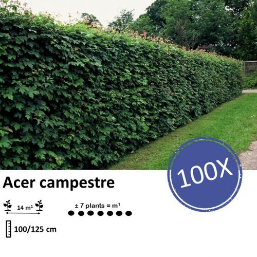 Acer campestre  - Wurzelnakt - 100/125 - 100x