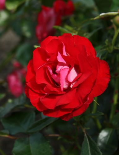 Rosa 'Rose der Einheit'® | Beetrose 'Rose der Einheit'®