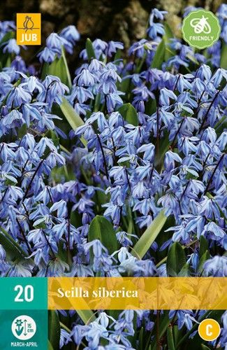 Scilla siberica 7/8 (20 Stück)