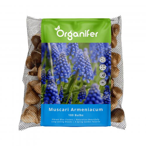 Organifer - 100 Muscari Armeniacum Zwiebeln (XXL-Zwiebelgröße 9/10 cm)