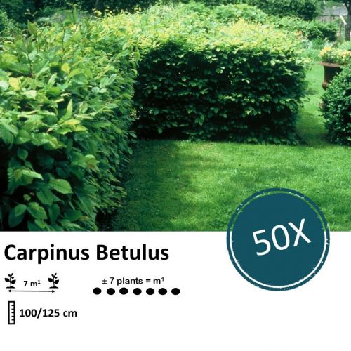 Carpinus Betulus - Wurzelnakt - 100/125 - 50x