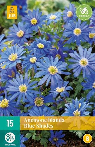 Anemone blanda Blue Shades 5/+ (15 Stück)