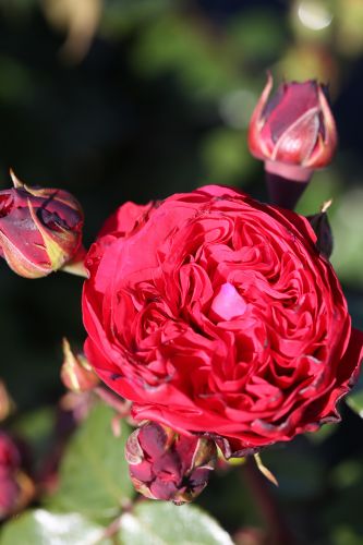 Rosa 'Red Leonardo da Vinci' ® BT VI | Romantisches Rosenstämmchen 'Red Leonardo da Vinci'®
