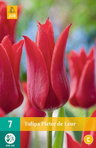 Tulipa Pieter de Leur 11/12 (7 Stück)