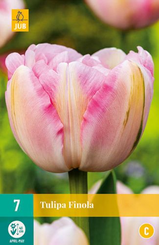 Tulipa Finola 11/12 (7 Stück)