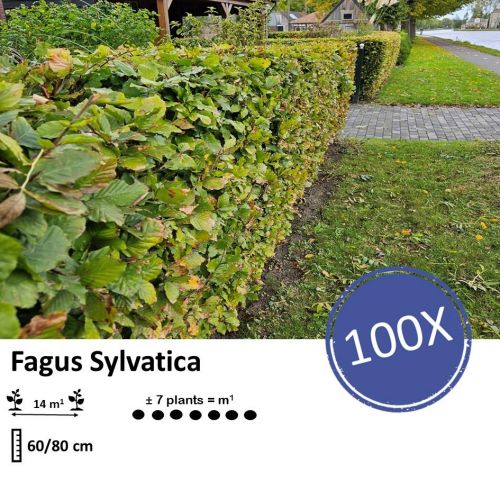 Fagus sylvatica  - Wurzelnakt - 60/80 - 100x