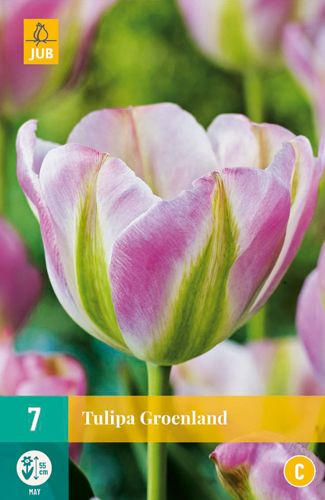 Tulipa Grönland 11/12 (7 Stück)