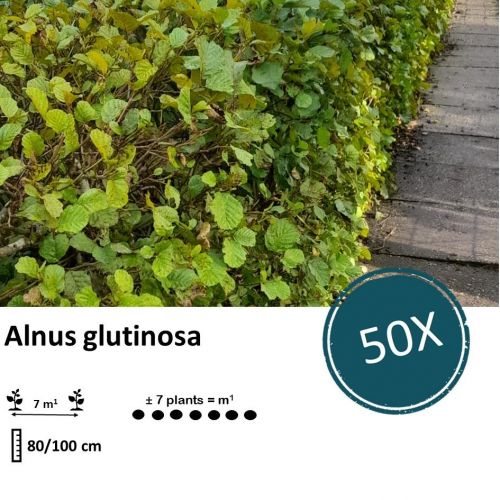 Alnus glutinosa - Wurzelnakt - 80/100 - 50x