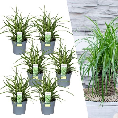 6 x Carex morrowi 'Ice Dance' - Ø 14 cm - ↨ 25 cm