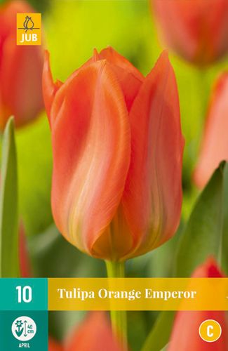 Tulipa Orange Emperor 11/12 (10 Stück)