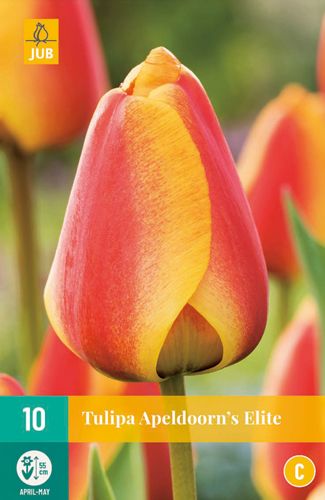 Tulipa Apeldoorns Elite 11/12 (10 Stück)