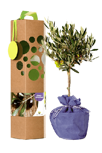 Geschenkbaum | Oliven | Mit persönlichem Text | Für 10 Anlässe