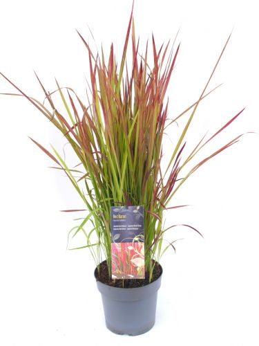 Japanische Blutgras 'Red Baron'