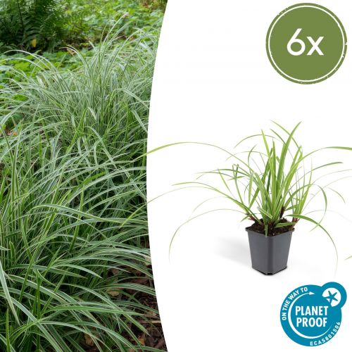 Carex morrowii 'Ice Dance' - ↕10-25cm - Ø9cm - 6x