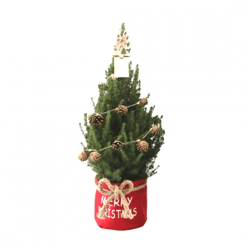 Kleine Weihnachtsbaum in Xmas Bag rot - 70 cm - Picea Glauca Conica - Pine cone lighting including batteries