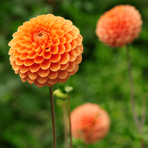 Flowerbulbs Amsterdam - Dahlie Ralphie, Glitzernde Orange Blumen