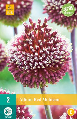 Allium Red Mohican 10/+ (2 Stück)