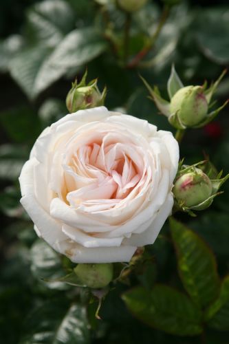 Parfuma®  Rosa 'Madame Anisette'® | Duft-Edelrose 'Madame Anisette'®
