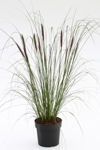 Federborstengras | Pennisetum alopecuroides var.viridescens