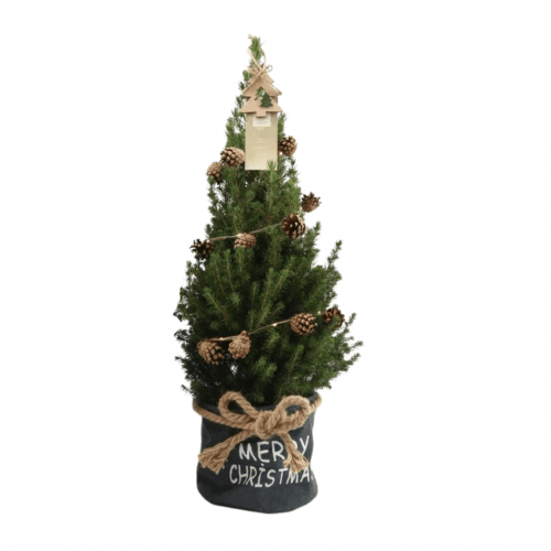 Kleine Weihnachtsbaum in Xmas Bag blau - 70 cm - Picea Glauca Conica - Pine cone lighting including batteries