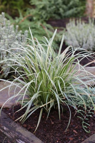 Garten-Segge 'Silver Sceptre'