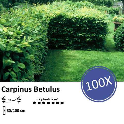 Carpinus Betulus - Wurzelnakt - 80/100 - 100x