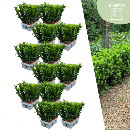 72 x Euonymus 'Green Spire' - 72 x Ø 7 cm - ↨ 15 cm