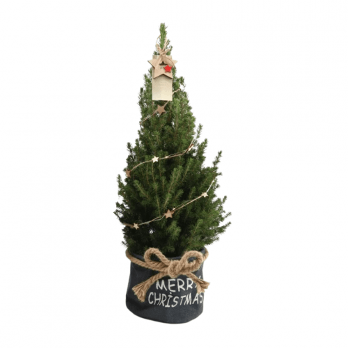 Kleine Weihnachtsbaum in Xmas Bag blau - 70 cm - Picea Glauca Conica - Star lighting including batteries