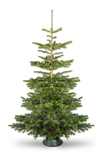 Nordmann Gesägt | 100-125 cm | Premium-Weihnachtsbaum