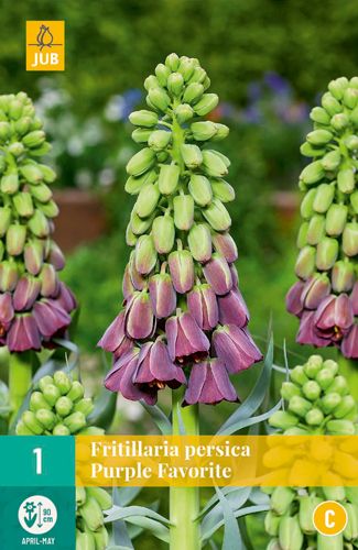 Fritillaria persica Purple Favorite 18/20 (1 Stück)