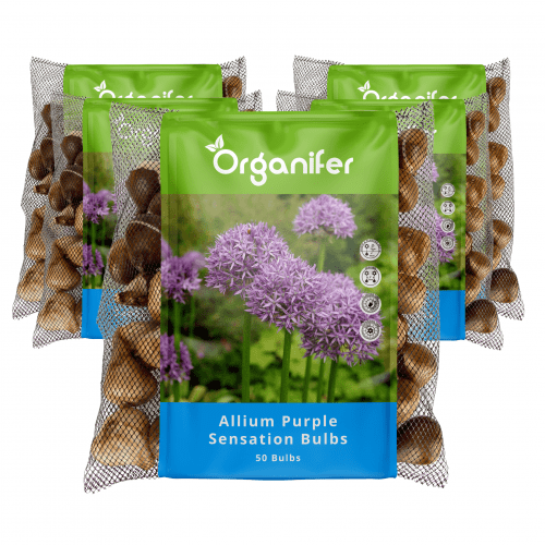 Organifer - 250 Allium Purple Sensation Zwiebeln (XXL-Blumenzwiebelgröße 12/+ cm)