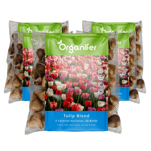 Organifer - 250 Tulpenzwiebeln - 5 farbenfrohe Sorten (XXL-Zwiebelgröße 12 cm/+)