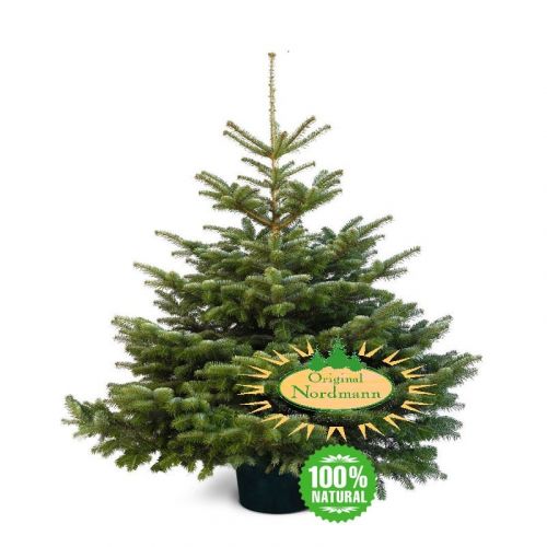 Nordmann im Topf | 80-100 cm | Premium-Weihnachtsbaum