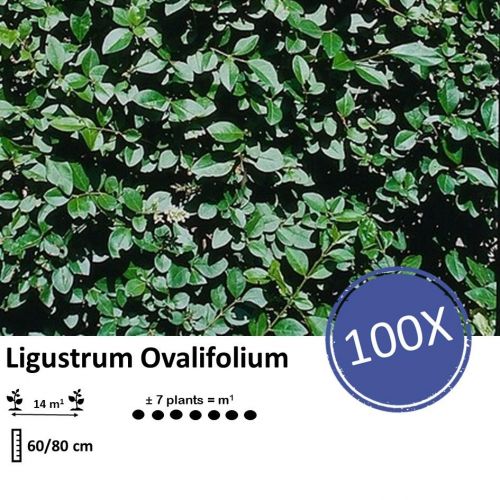 Ligustrum Ovalifolium - Wurzelnakt - 60/80 - 100x