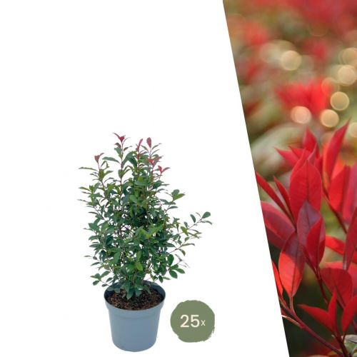 Große Glanzmispel Pflanzen für 10 laufende Meter Hecken | - 12L - 20x | ↨ 125-150 cm - Carré Rouge