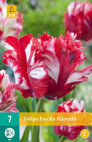 Tulipa Estella Rijnveld 11/12 (7 Stück)