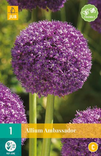 Allium Ambassador 18/20 (1 Stück)