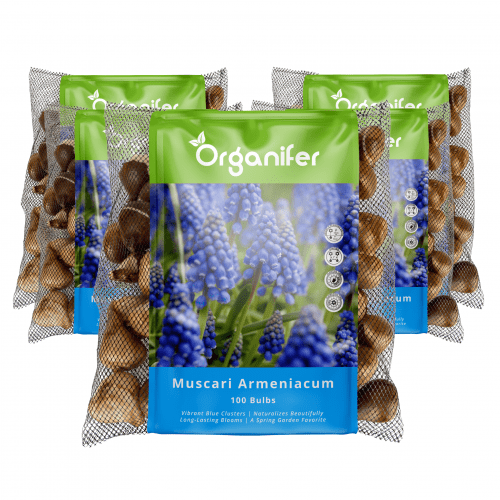 Organifer - 500 Muscari Armeniacum Zwiebeln (XXL-Zwiebelgröße 9/10 cm)