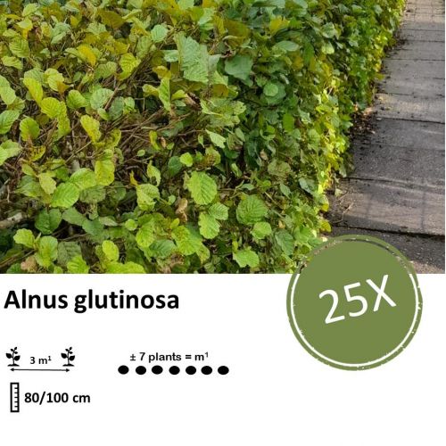 Alnus glutinosa - Wurzelnakt - 80/100 - 25x