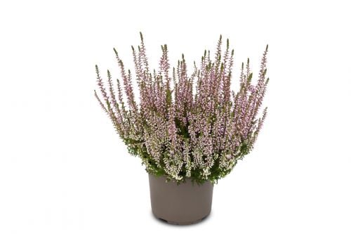 Knospenheide Gardengirls® lila