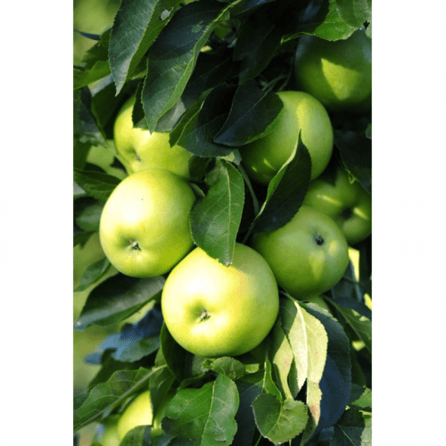 MiniTree Apfelbaum wurzelnackt - 5 Stück