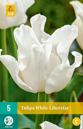 Tulipa White Liberstar 11/12 (5 Stück)