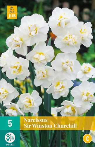 Narcissus Sir Winston Churchill 12/14 (5 Stück)